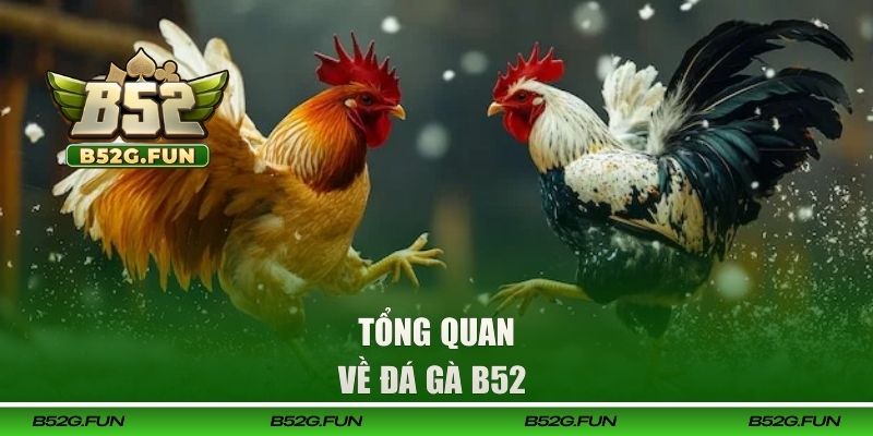 Tổng quan về đá gà B52 